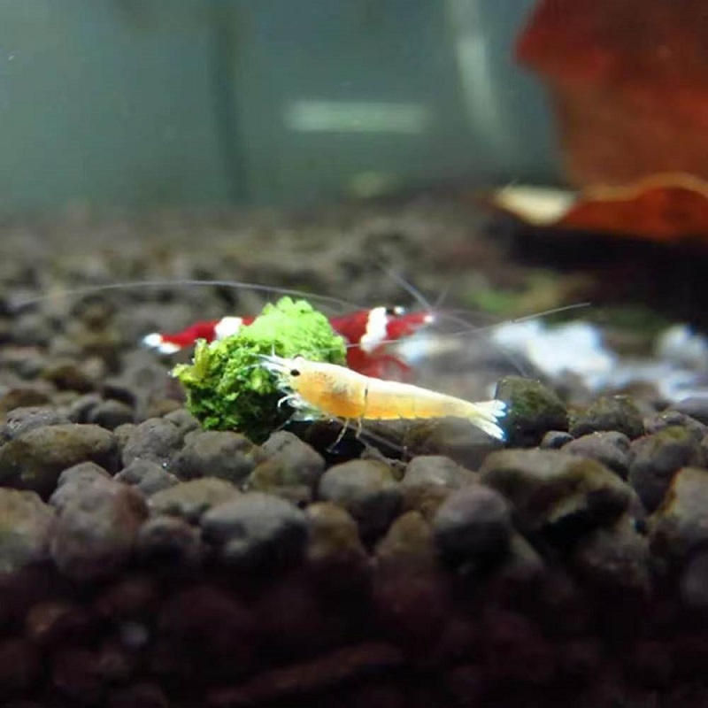 Spinach Shrimp Feed Ornamental - Aquarium Fish Eggs ulasan dan harga