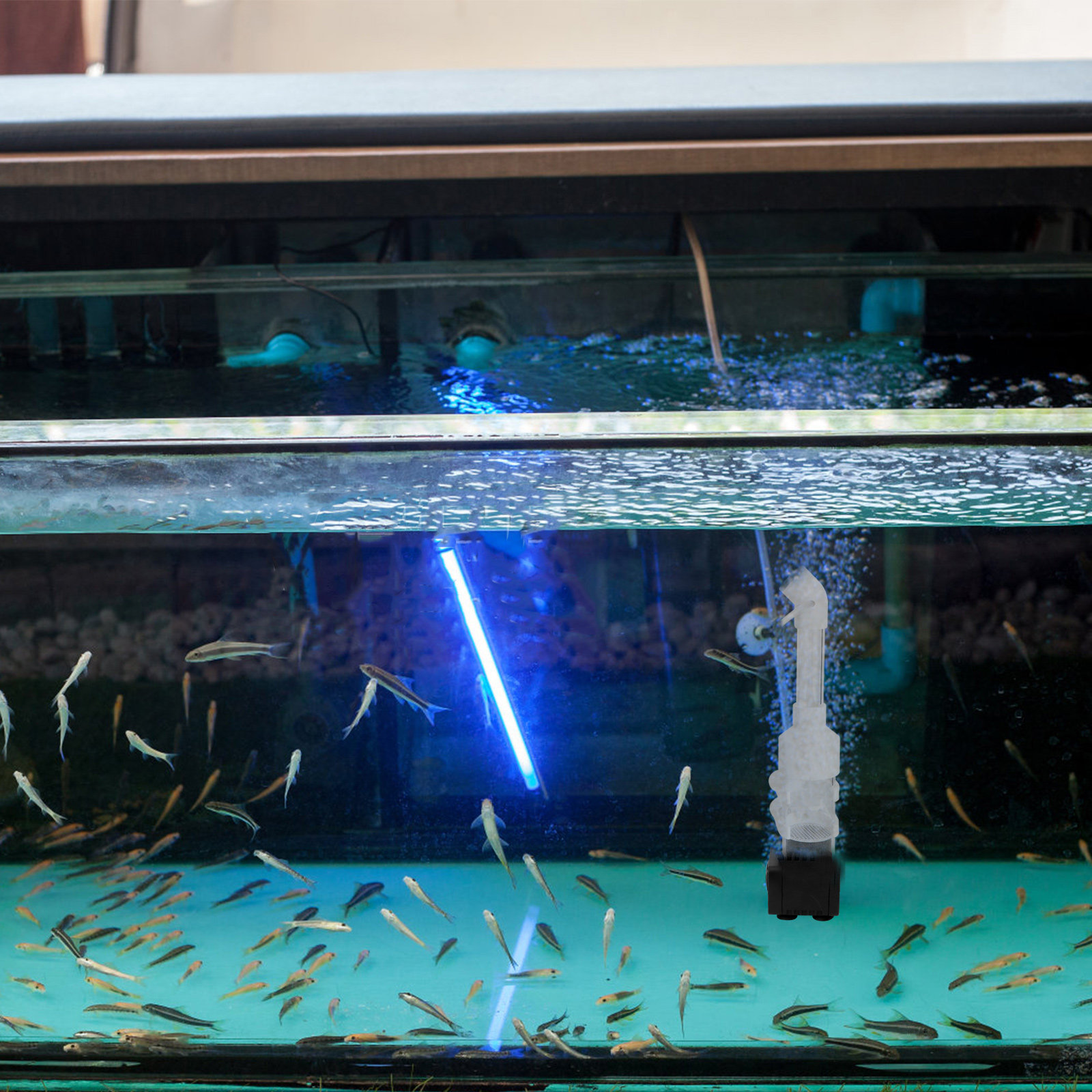 2Pcs Fish Incubator Cichlids E - Aquarium Fish Eggs ulasan dan harga