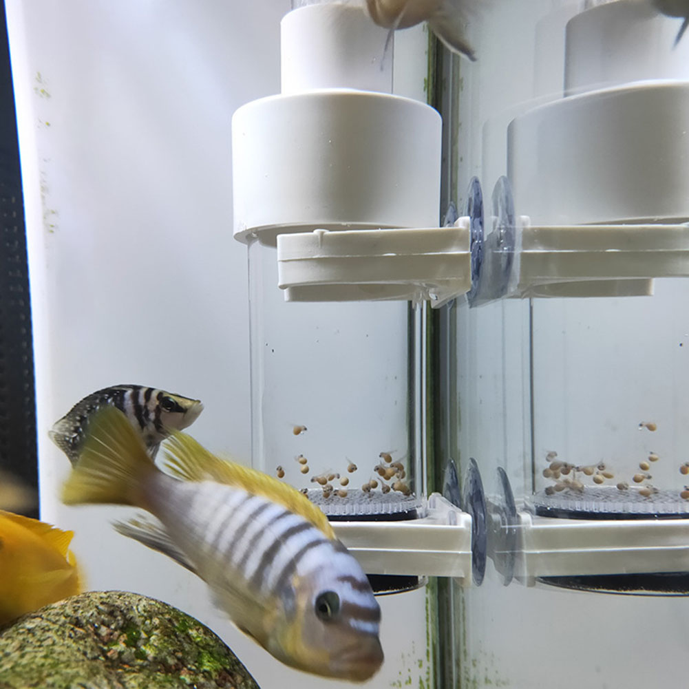 40mm Aquarium Cichlids Hatcher - Aquarium Fish Eggs ulasan dan harga