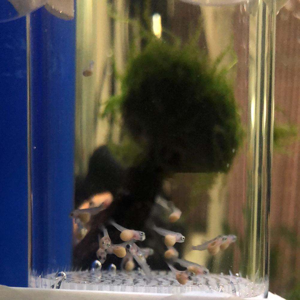 40mm Aquarium Cichlids Hatcher - Aquarium Fish Eggs ulasan dan harga