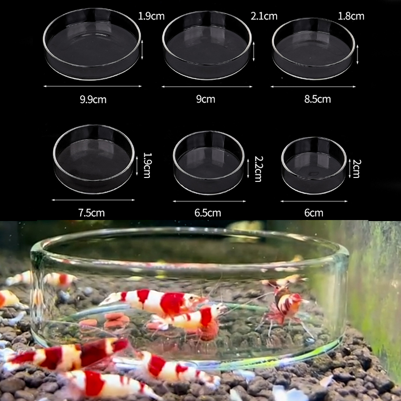 Shrimp Feeding Dish High Trans - Aquarium Fish Eggs ulasan dan harga