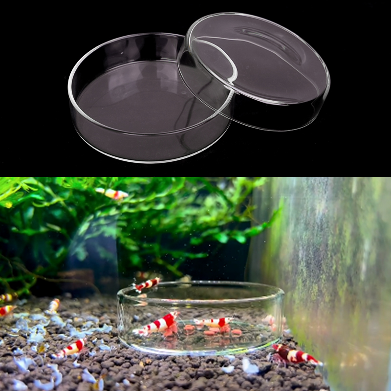 Shrimp Feeding Dish High Trans - Aquarium Fish Eggs ulasan dan harga