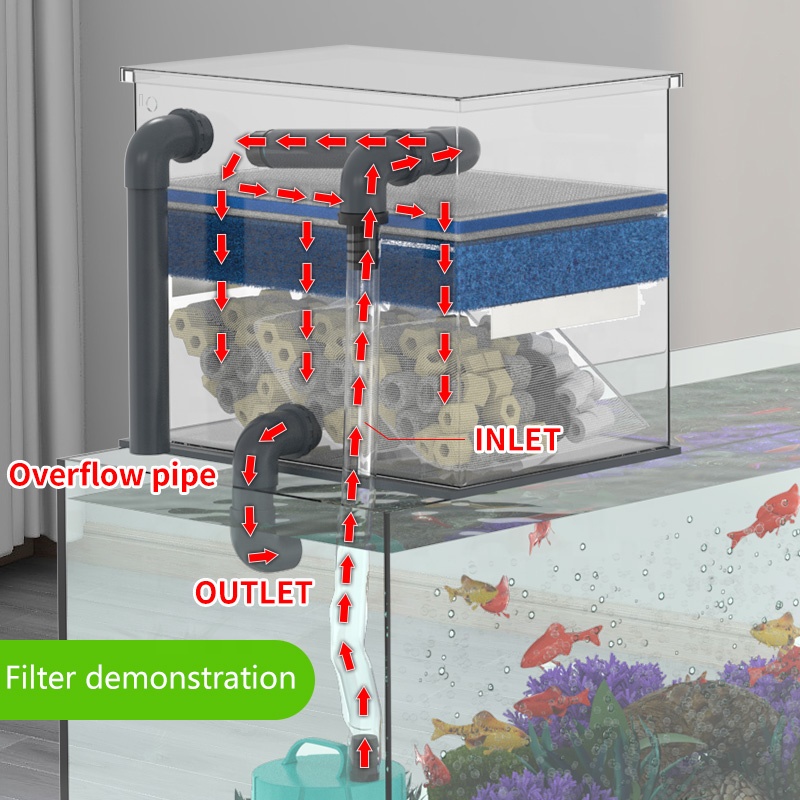 Factory Direct Sales Aquarium  - Aquarium Fish For Sale ulasan dan harga